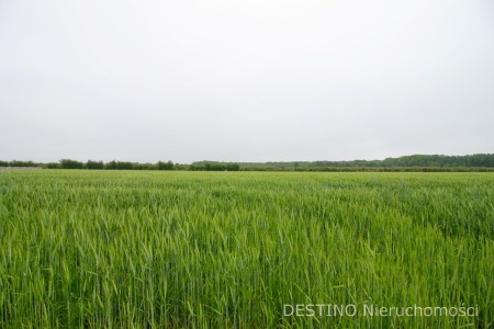działka budowlana 1634 m2 Beznatka -  Beznatka  -
Zdjęcie nr 2