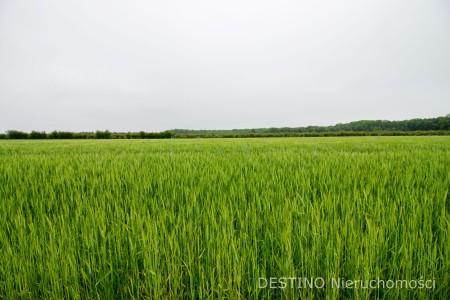 działka budowlana 1634 m2 Beznatka -  Beznatka  -
Zdjęcie nr 3